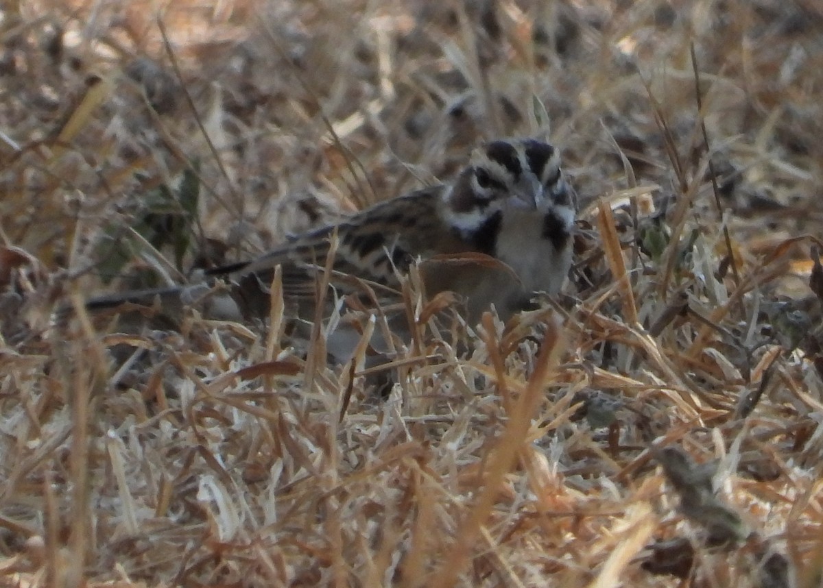 Lark Sparrow - ML643625646