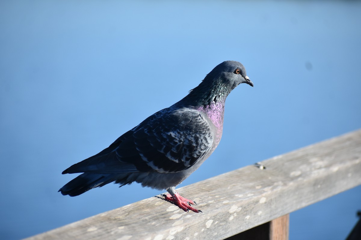 Rock Pigeon (Feral Pigeon) - ML643625669