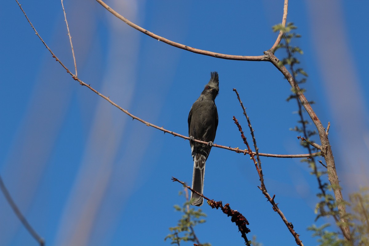Phénopèple luisant - ML643625674