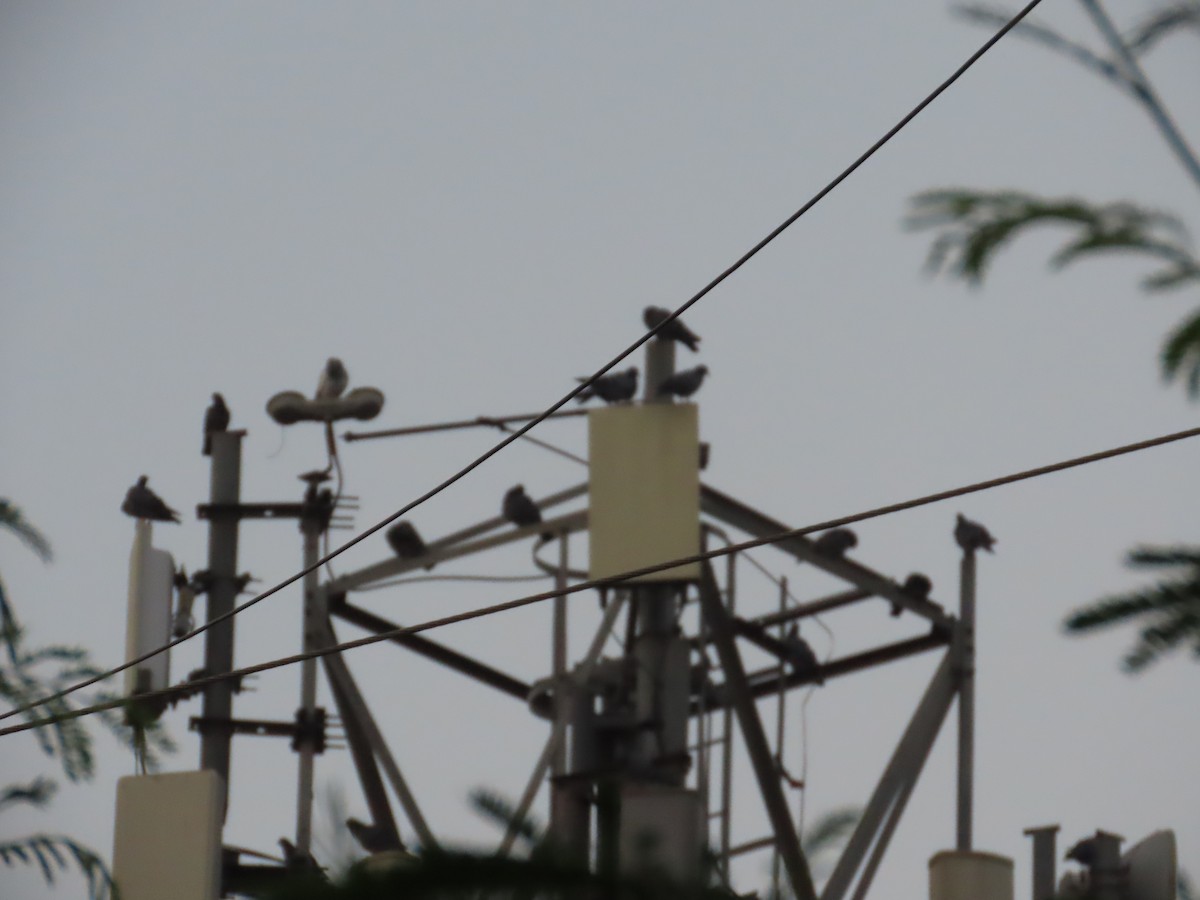 Rock Pigeon (Feral Pigeon) - ML643625685