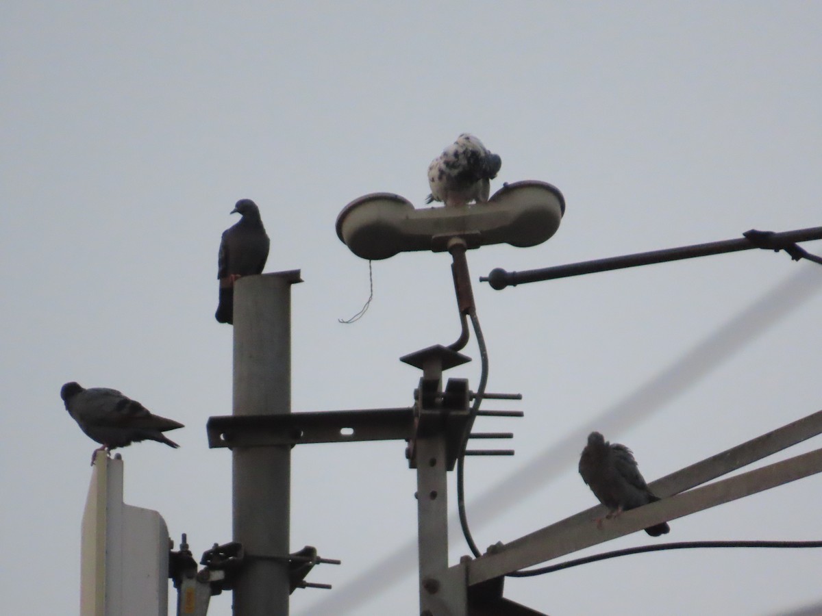 Rock Pigeon (Feral Pigeon) - ML643625686
