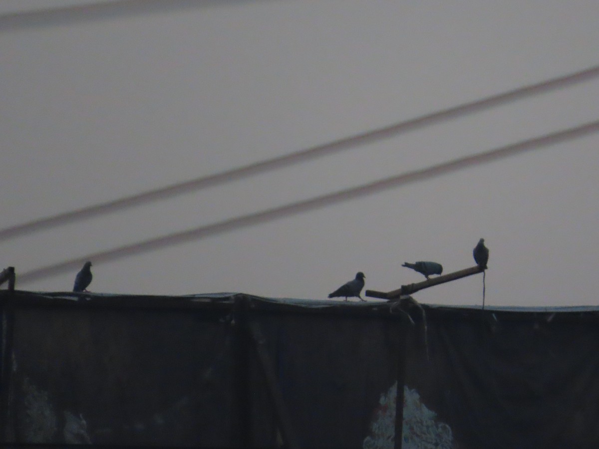 Rock Pigeon (Feral Pigeon) - ML643625694