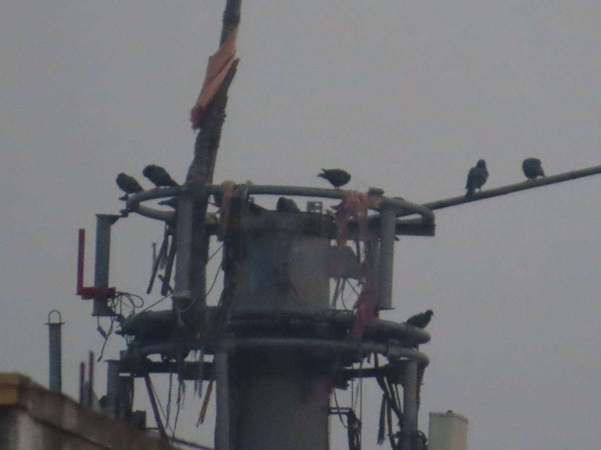 Rock Pigeon (Feral Pigeon) - ML643625699