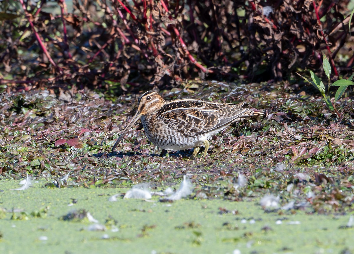 Wilson's Snipe - ML643625701