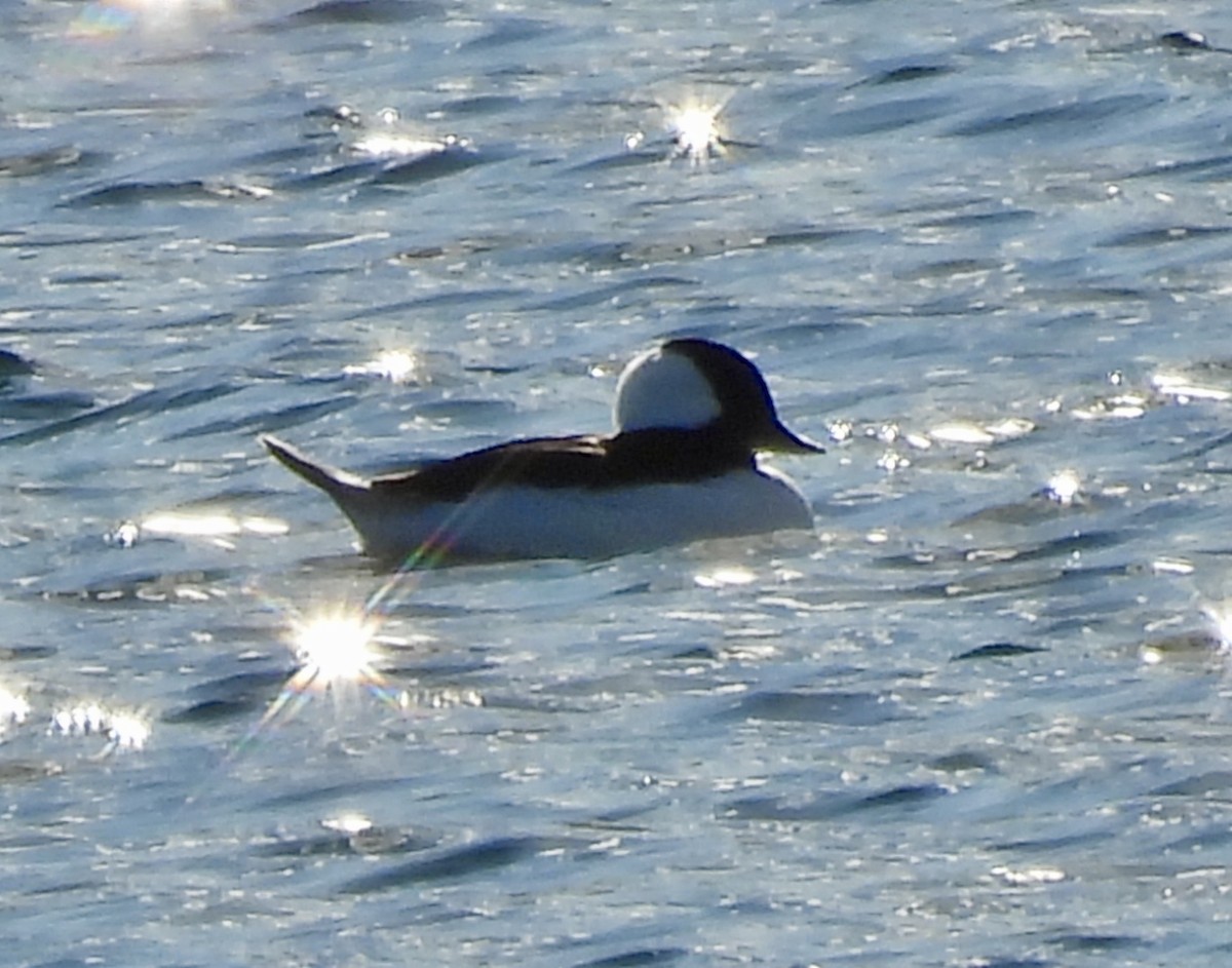 Bufflehead - ML643625704