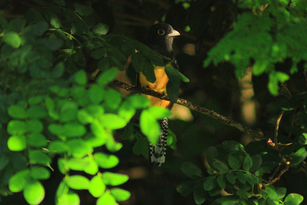 Gartered Trogon - ML643625730