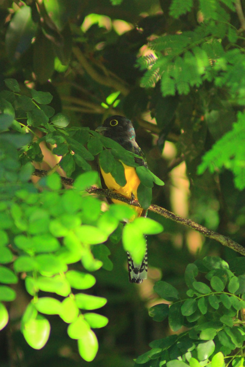 Gartered Trogon - ML643625731