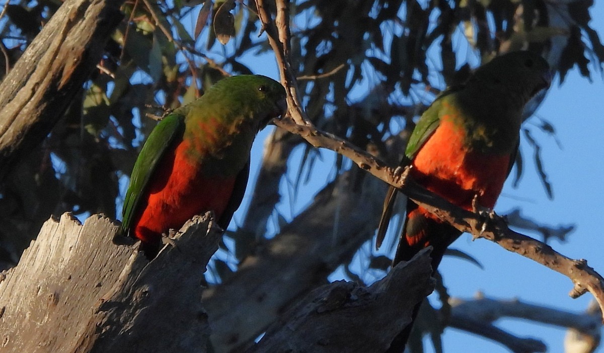 Australian King-Parrot - ML643625733