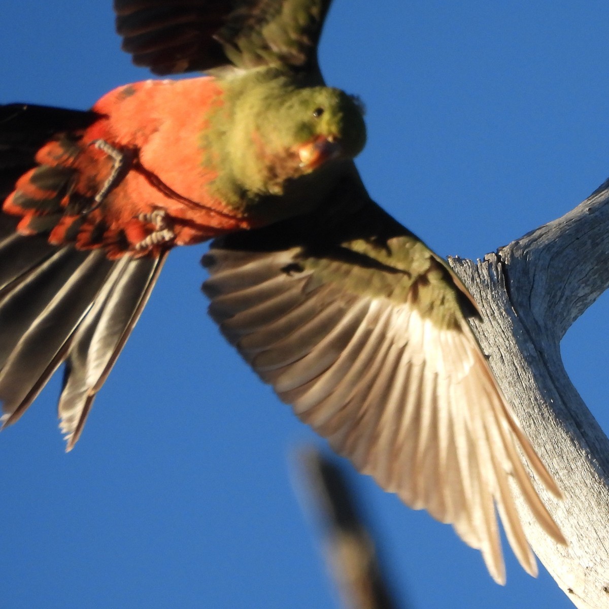 Australian King-Parrot - ML643625734