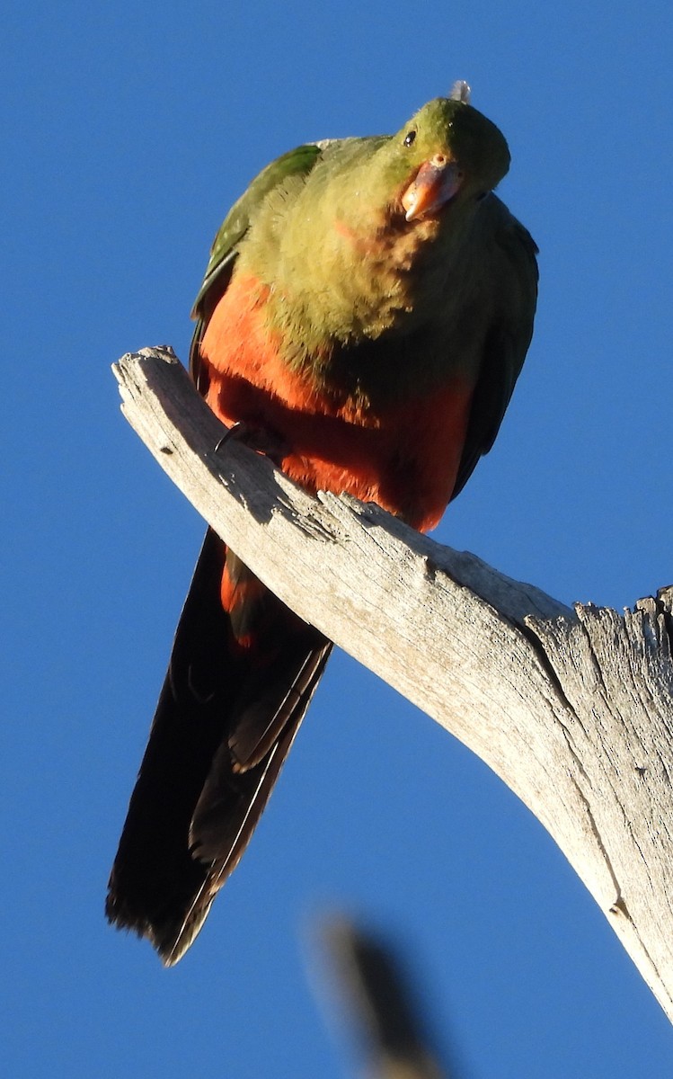 Australian King-Parrot - ML643625735