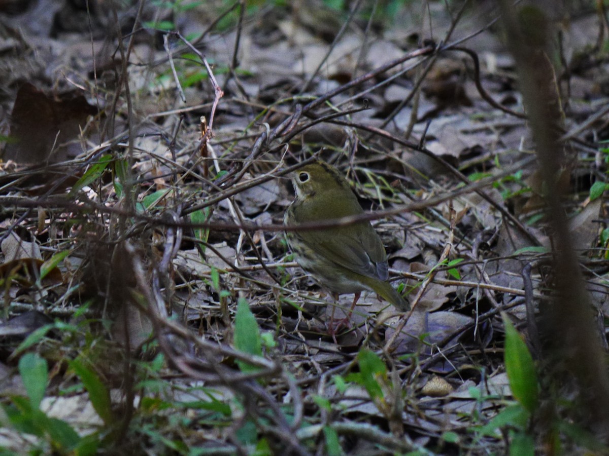 Ovenbird - ML643625740