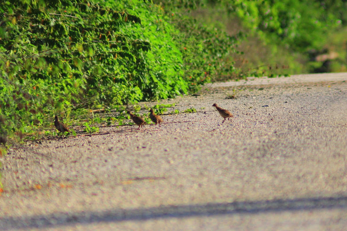 Black-throated Bobwhite - ML643625767