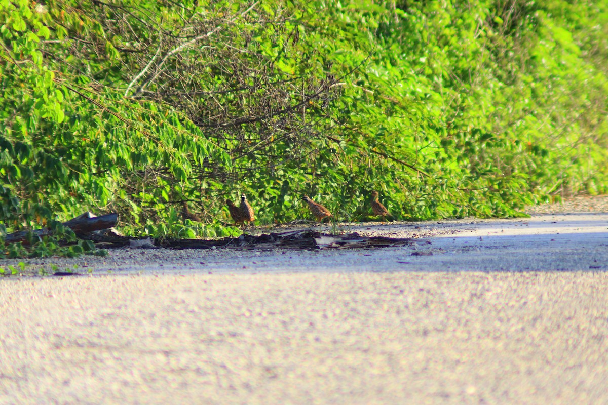 Black-throated Bobwhite - ML643625769