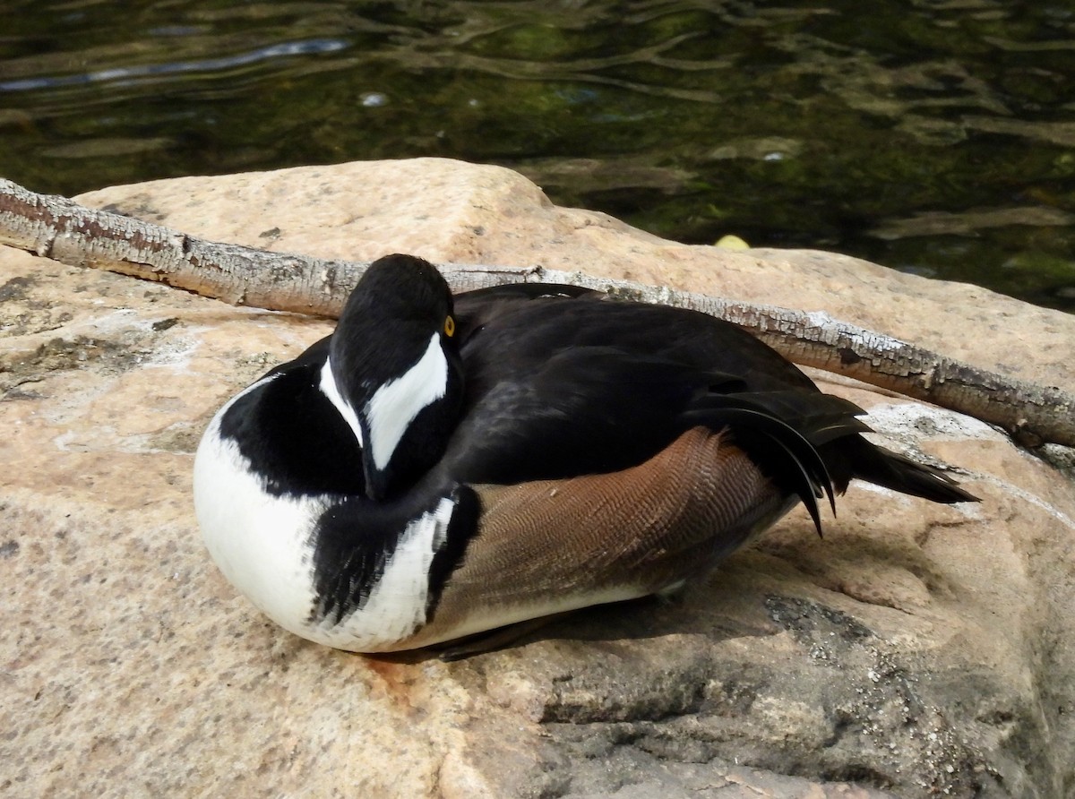 Hooded Merganser - ML643625775
