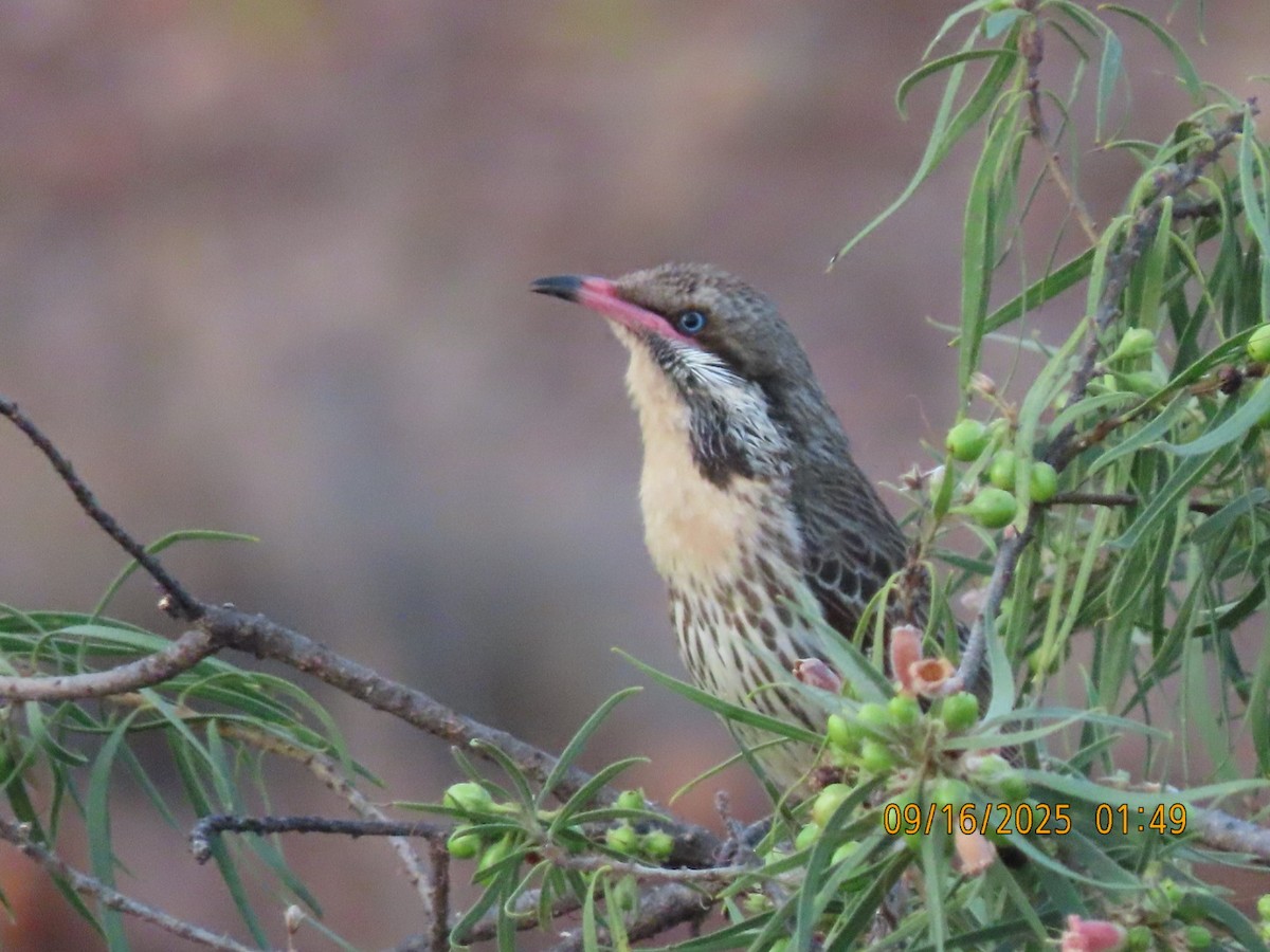 Spiny-cheeked Honeyeater - ML643625776