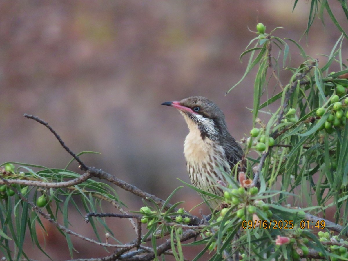 Spiny-cheeked Honeyeater - ML643625777