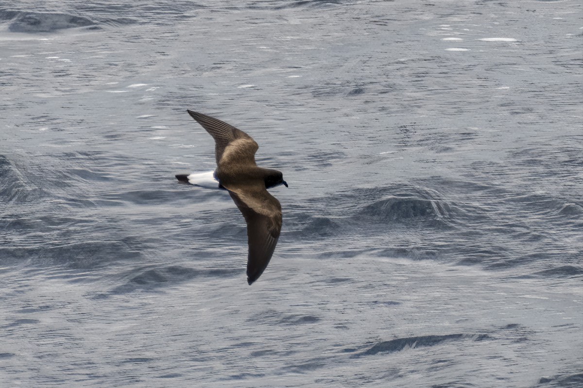 Wedge-rumped Storm-Petrel - ML643625827