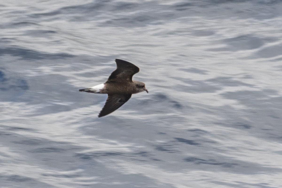 Wedge-rumped Storm-Petrel - ML643625851