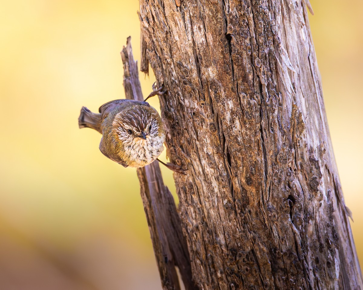 Striated Thornbill - ML643625859