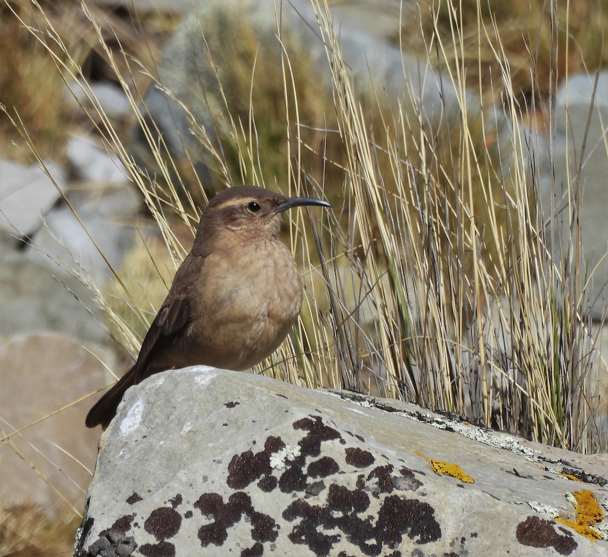Buff-breasted Earthcreeper (Buff-breasted) - ML643625875