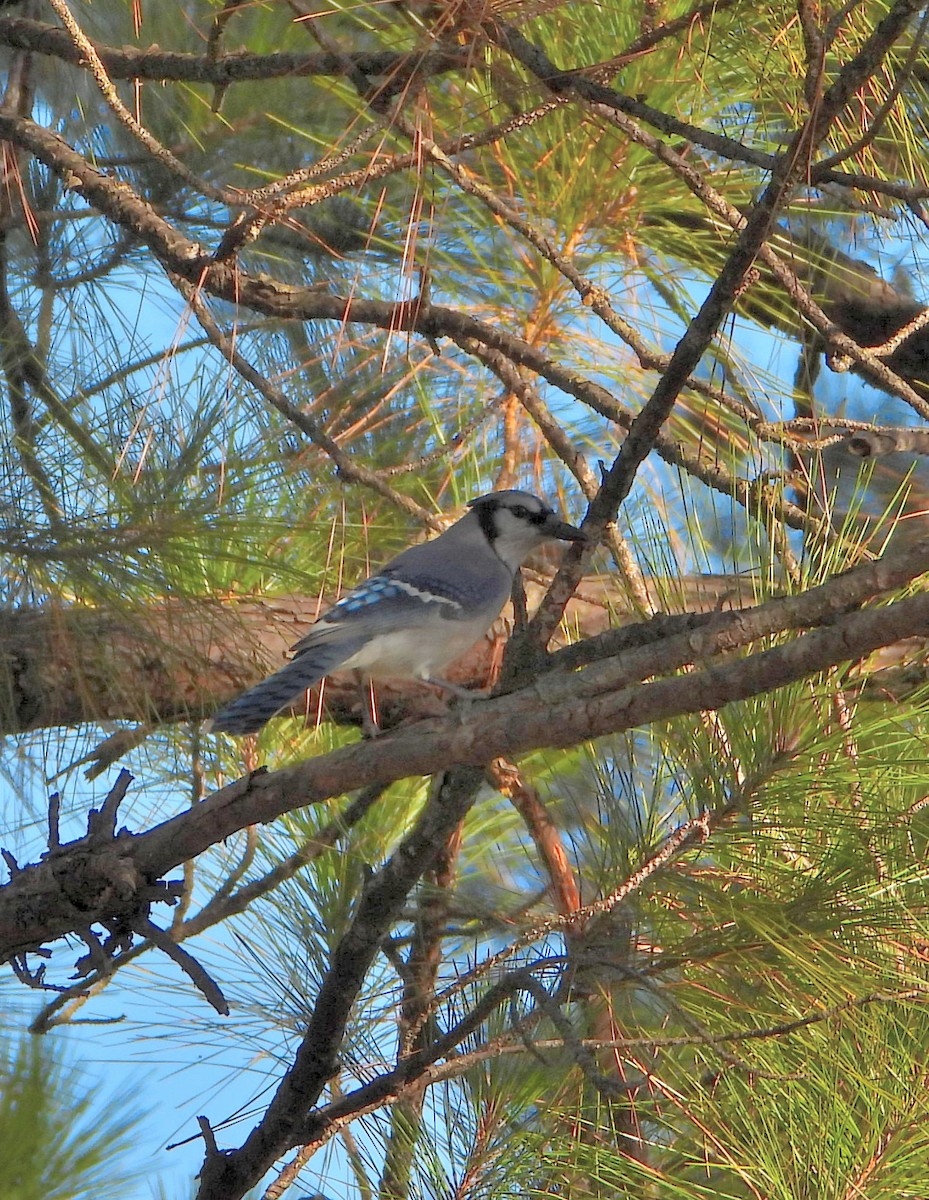 Blue Jay - ML643625889