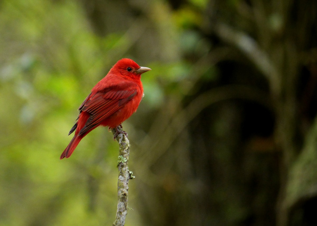 Summer Tanager - ML643625891