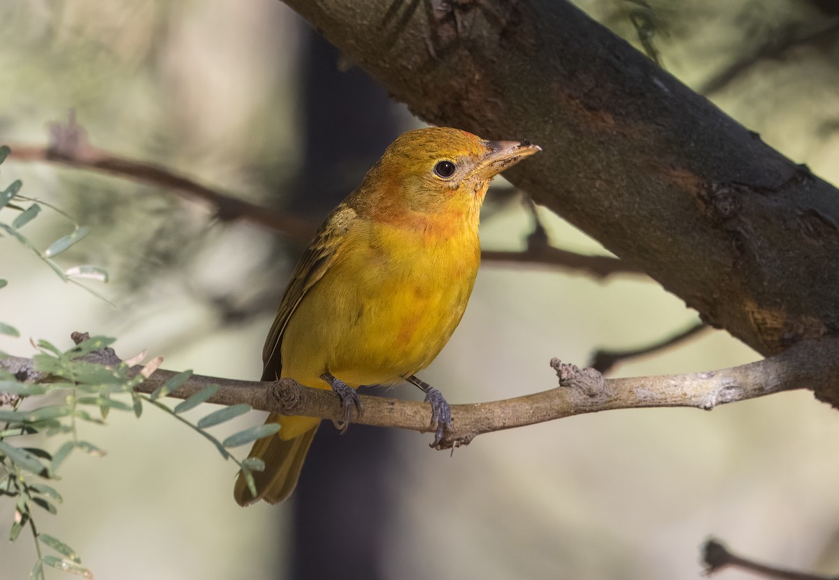 Summer Tanager - ML643625905