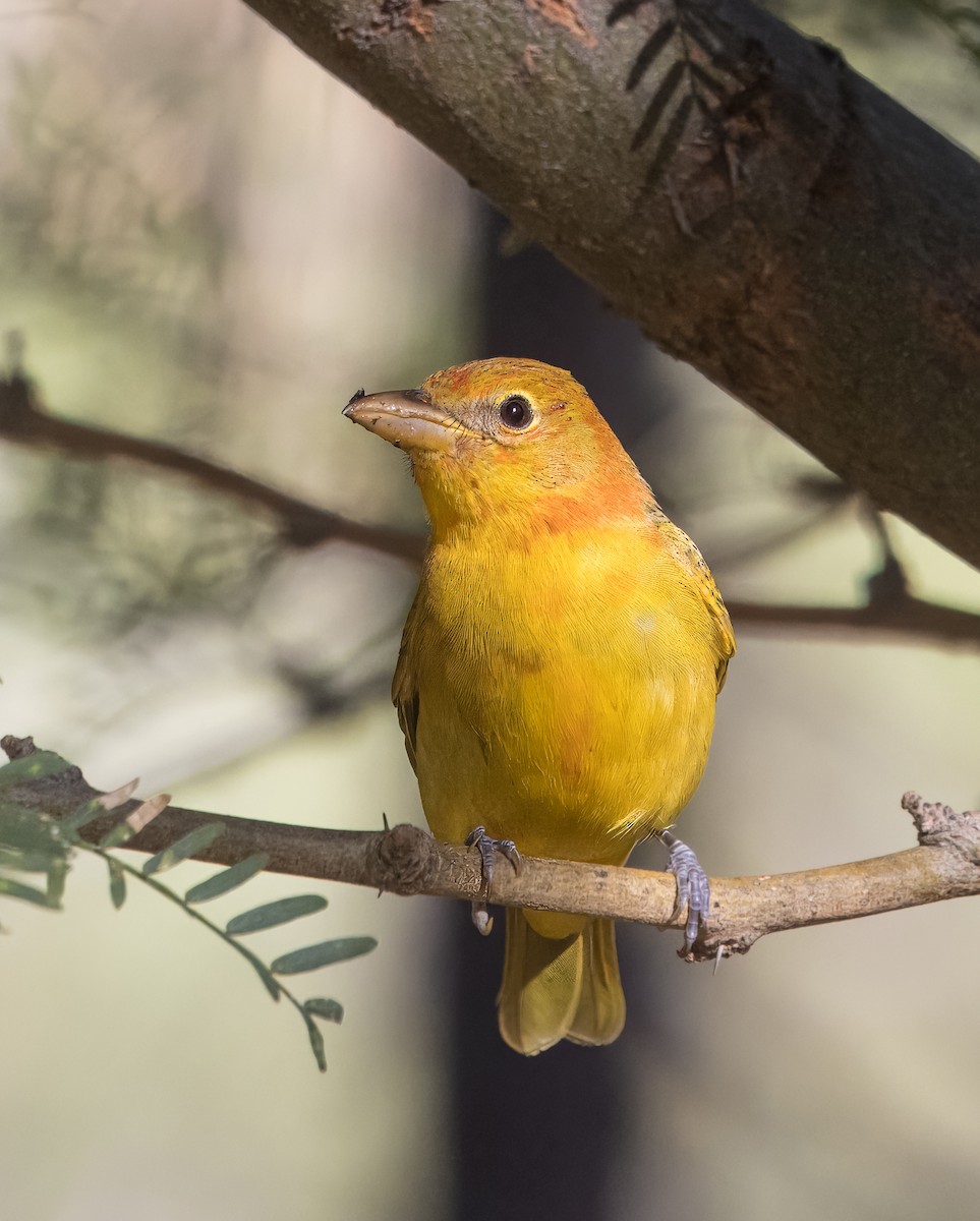 Summer Tanager - ML643625907