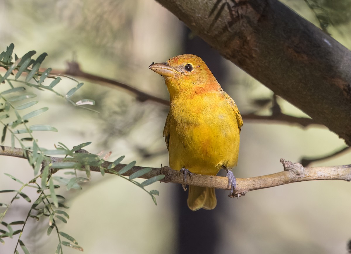 Summer Tanager - ML643625910