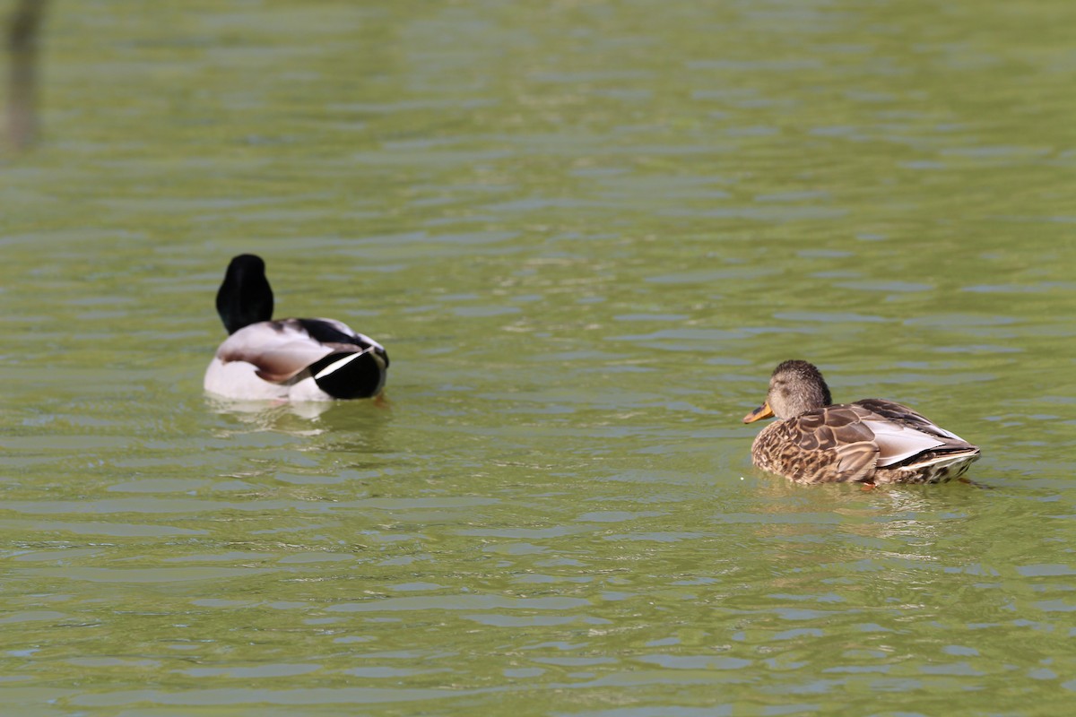 Canard colvert - ML643625911