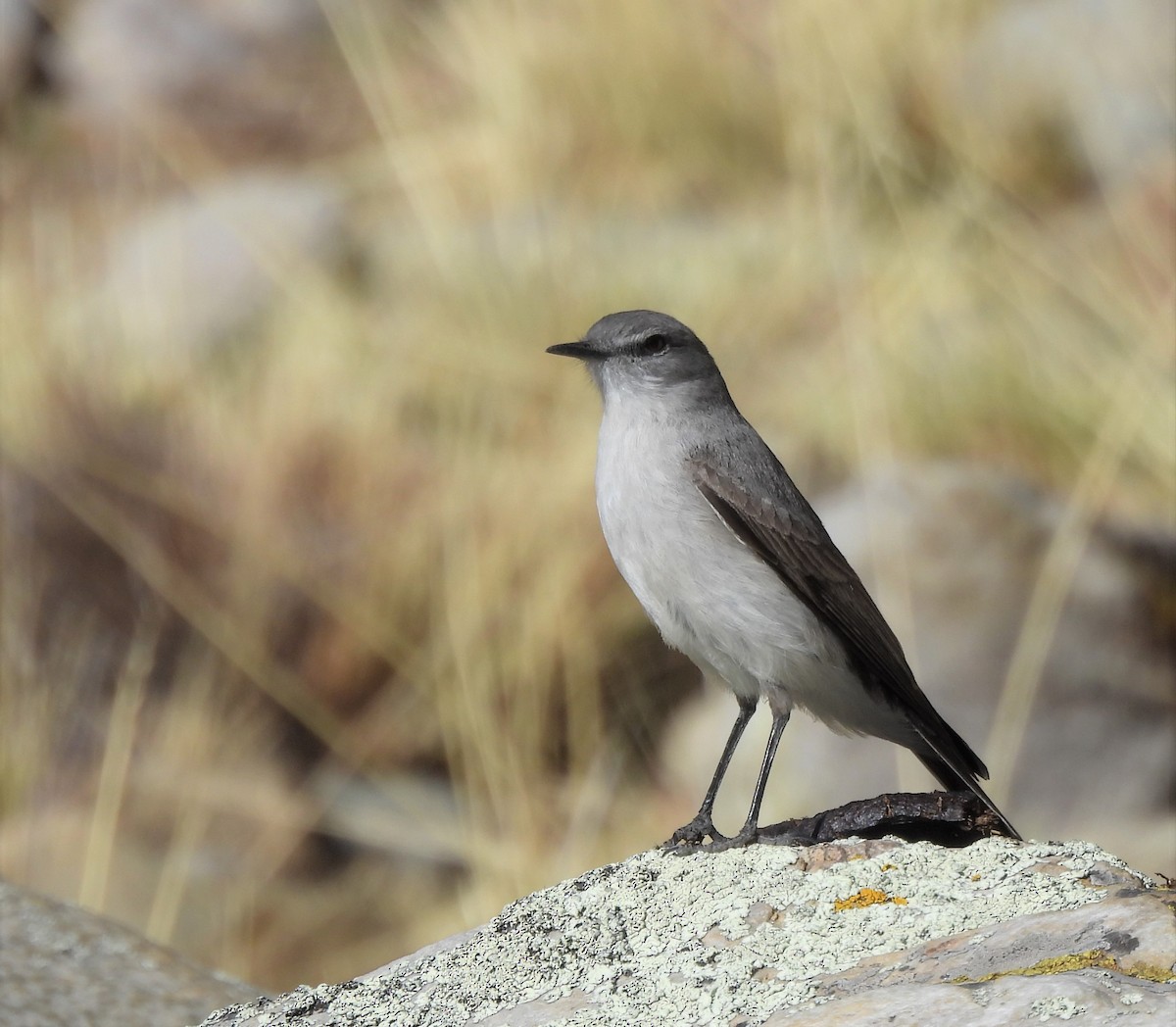 Kül Rengi Yer Tiranı - ML643625913