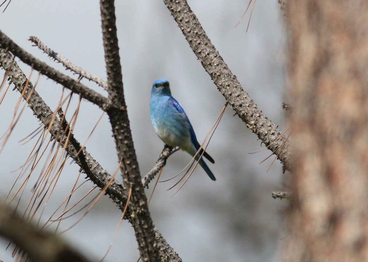 Mountain Bluebird - ML643625914