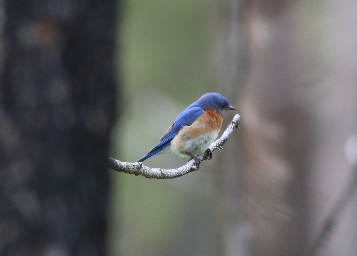 Eastern Bluebird - ML643625927
