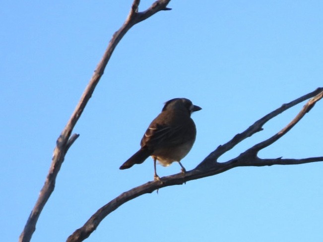 Crested Bellbird - ML643625946