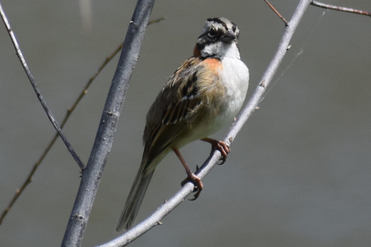 Rufous-collared Sparrow - ML643625949