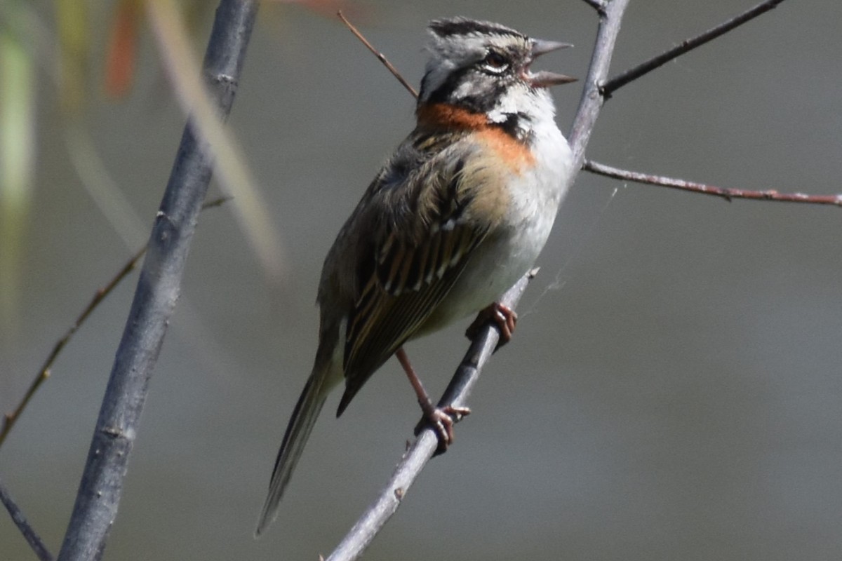 Rufous-collared Sparrow - ML643625950