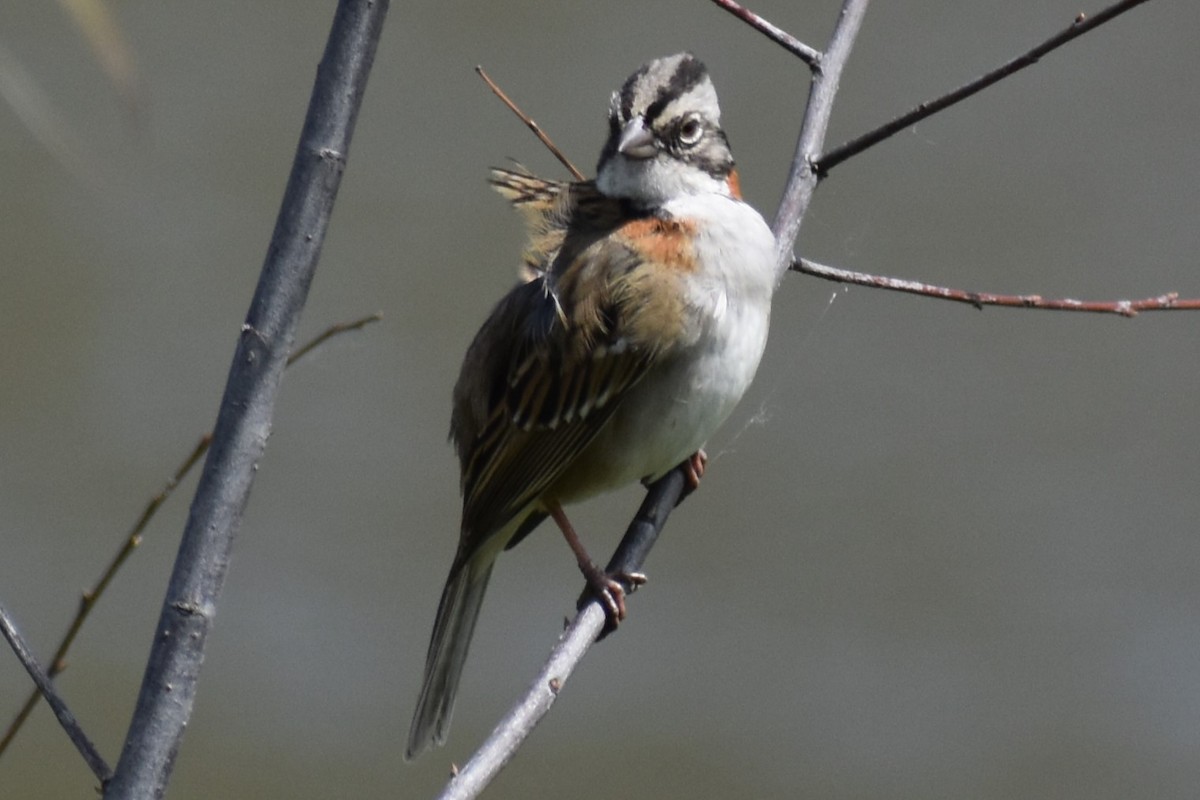 Rufous-collared Sparrow - ML643625951