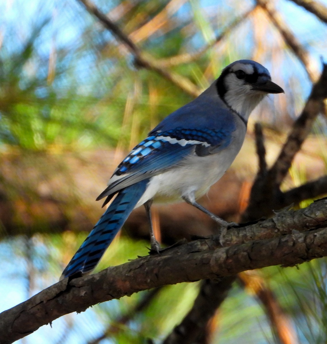 Blue Jay - ML643625954