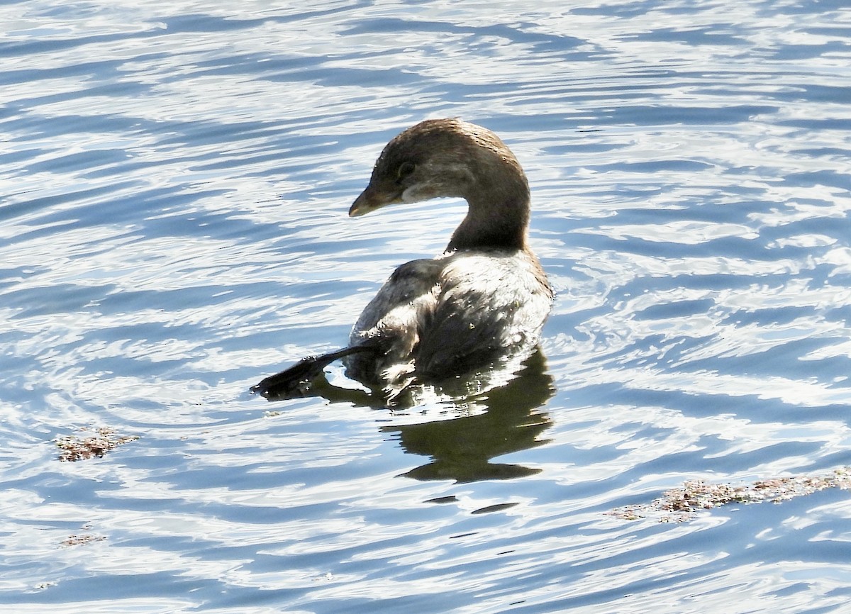 Pied-billed Grebe - ML643625994