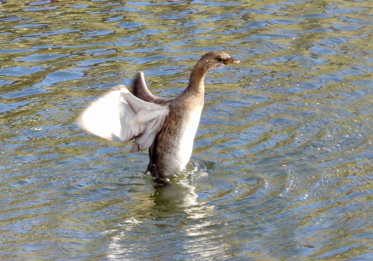 Pied-billed Grebe - ML643625995
