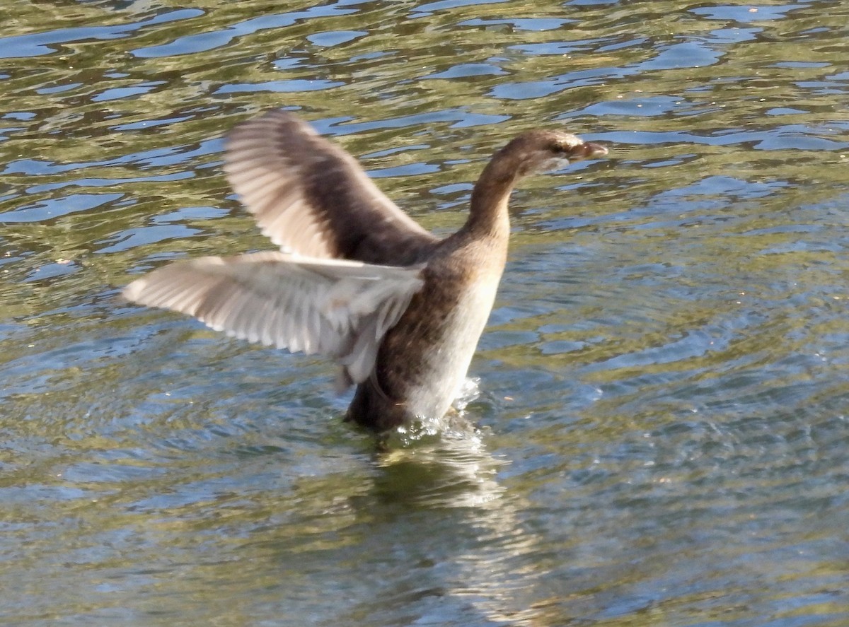 Pied-billed Grebe - ML643625996