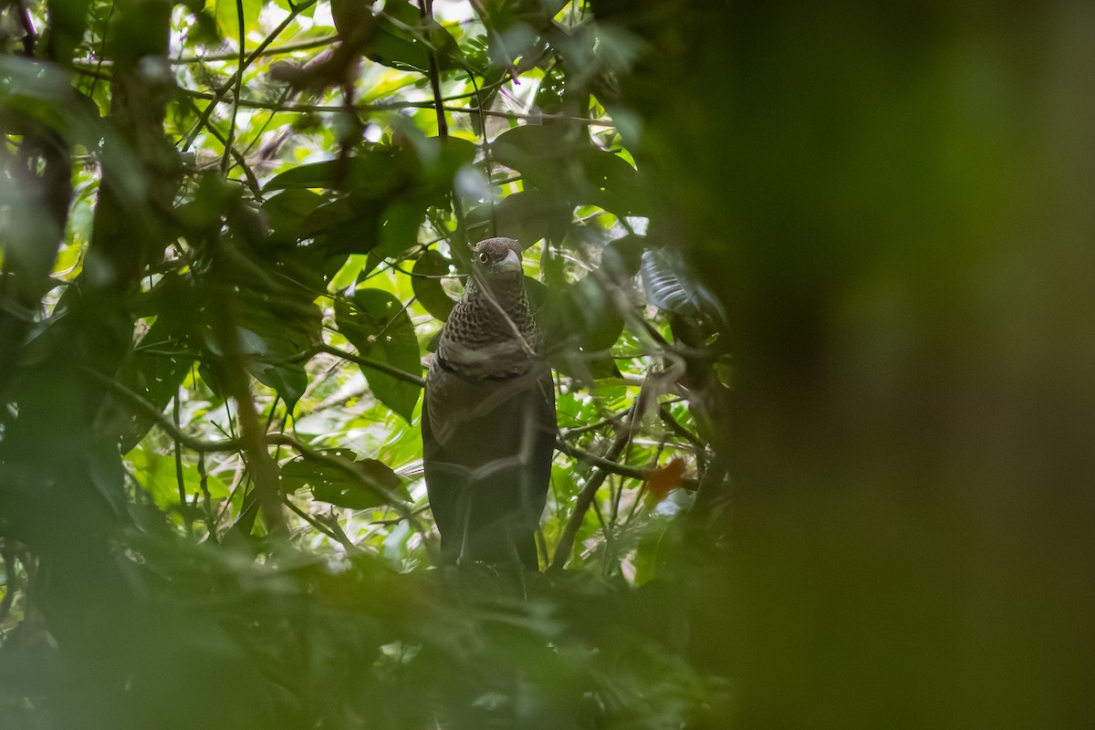 Таязура рудогуза - ML643626005