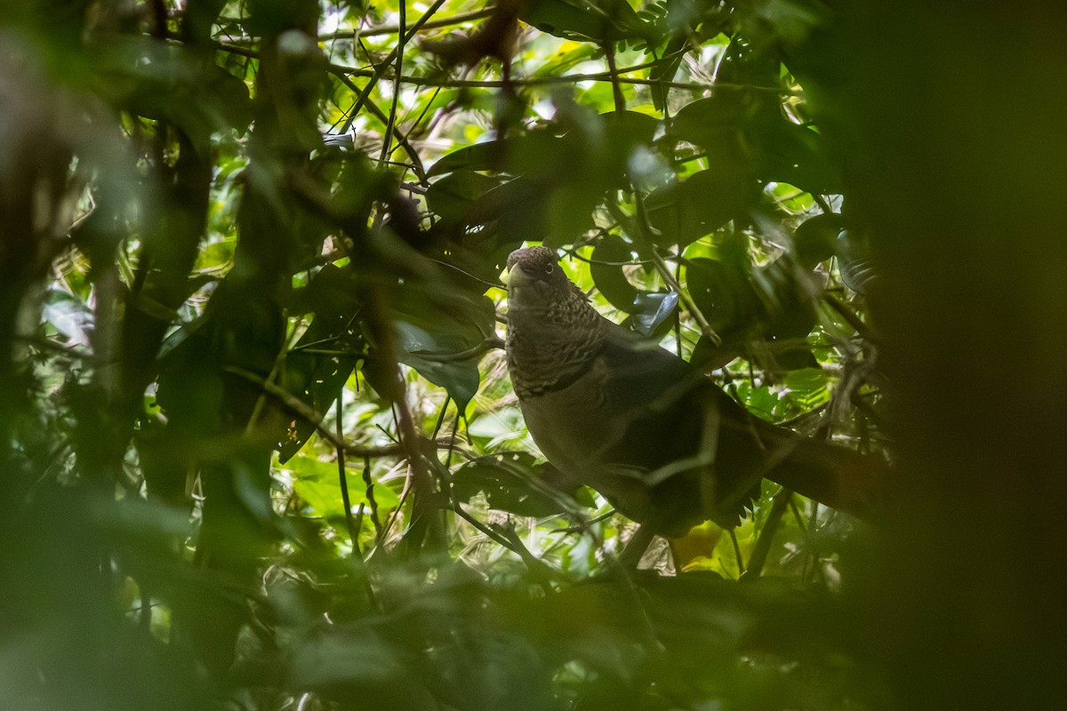 Таязура рудогуза - ML643626006