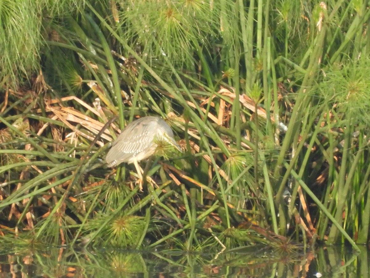 Yellow-crowned Night Heron - ML643626020