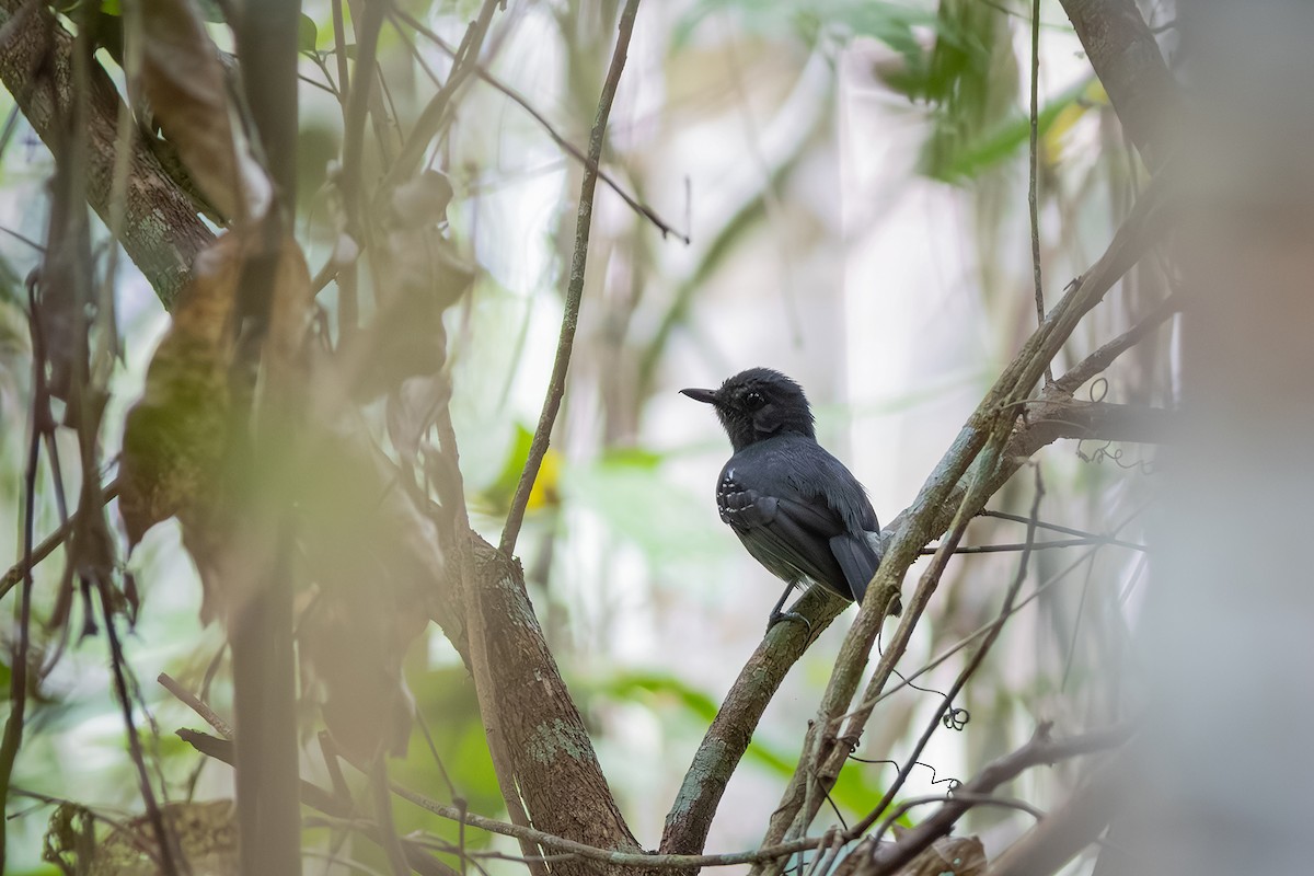 Plumbeous Antvireo - ML643626029
