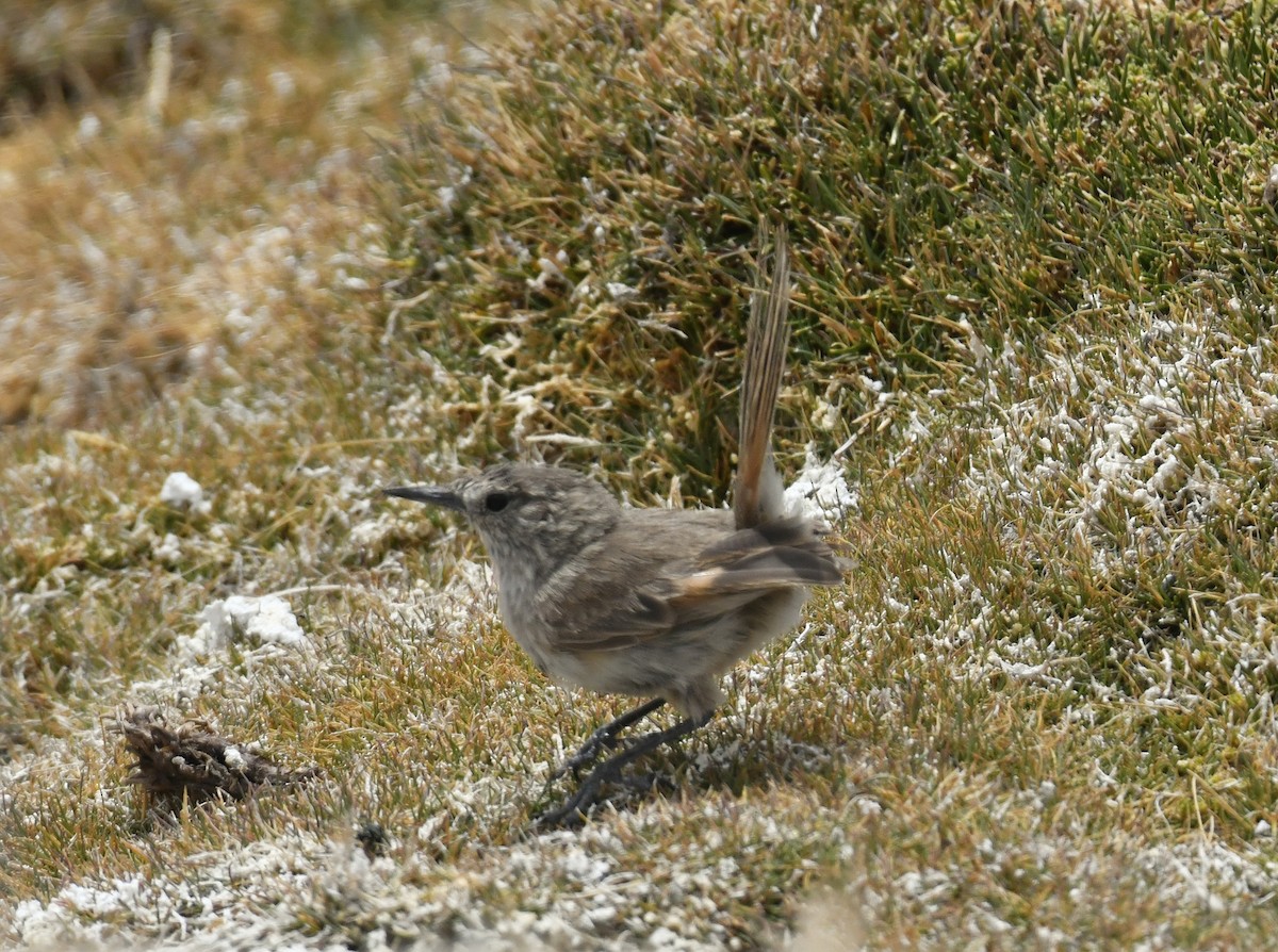 Cordilleran Canastero - ML643626032