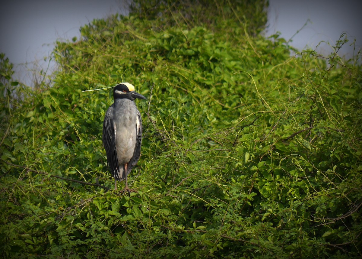 Yellow-crowned Night Heron - ML643626038