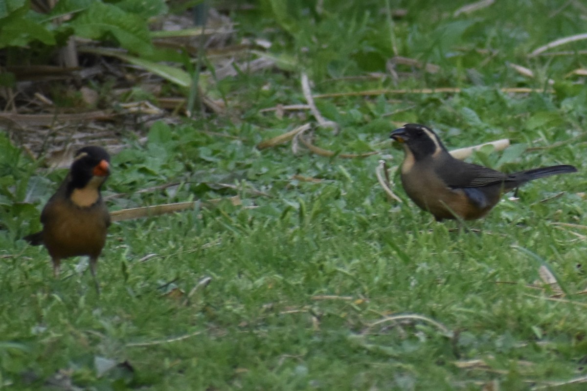 Golden-billed Saltator - ML643626042