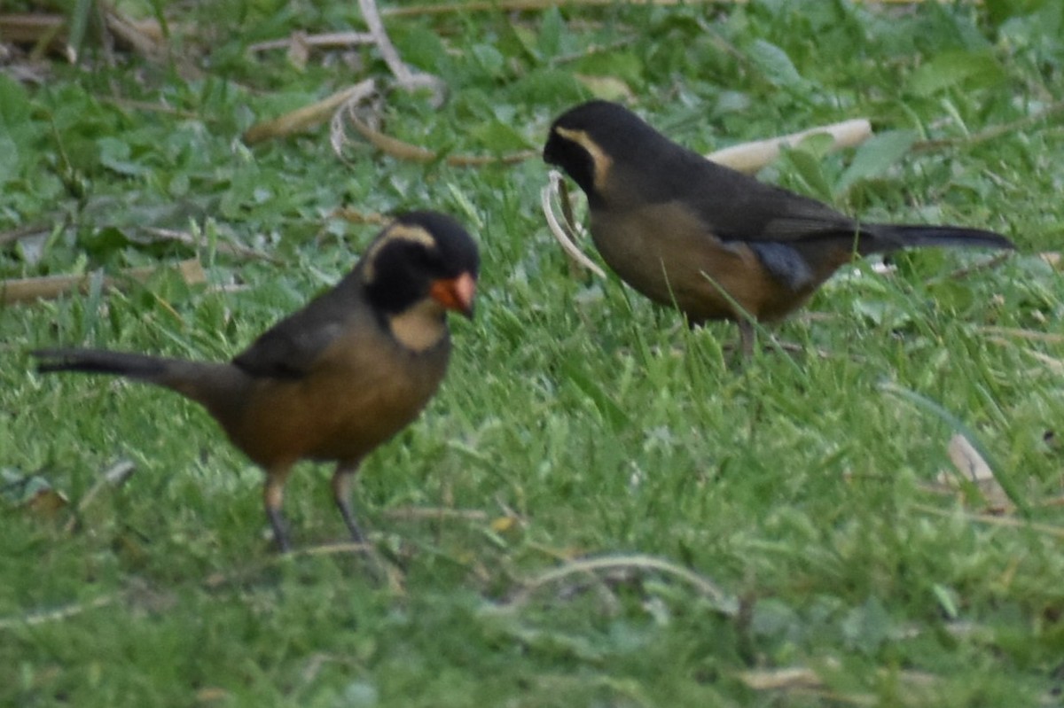 Golden-billed Saltator - ML643626043