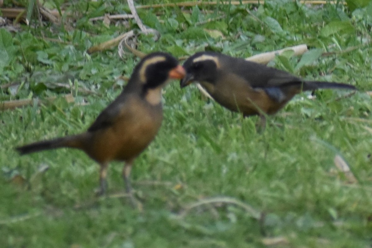 Golden-billed Saltator - ML643626044